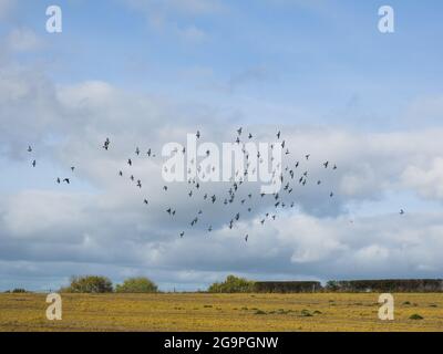 Eine Schar von Wood Pidgeon`s kreist um ein kürzlich geerntetes Feld in der Herbstsonne Stockfoto